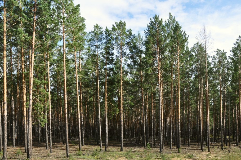 Сосняки в Иркутске Сосновый Бор