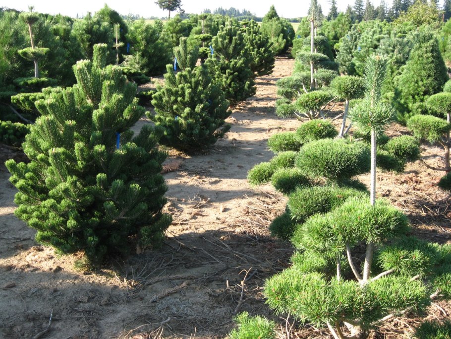 Сосна Горная Орегон Грин