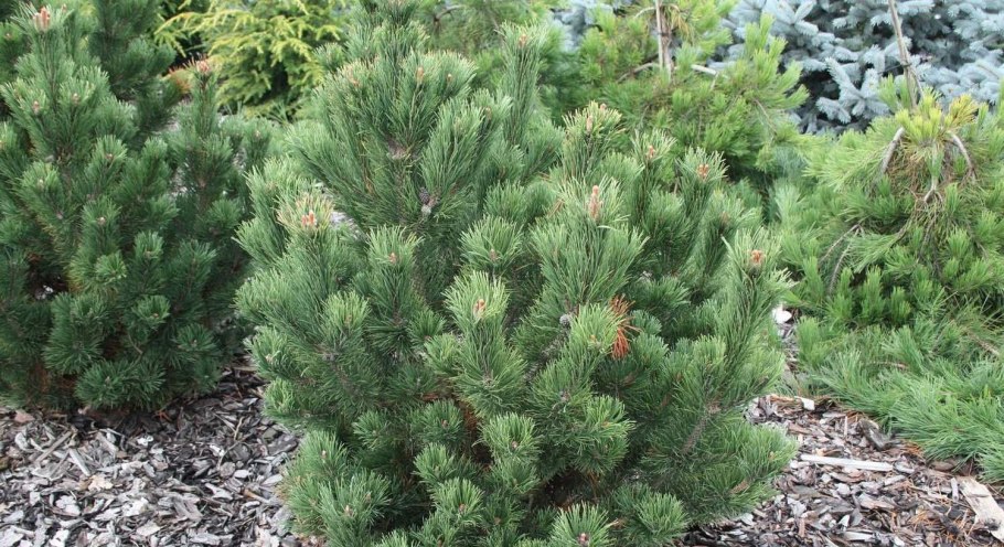 Сосна Горная uncinata