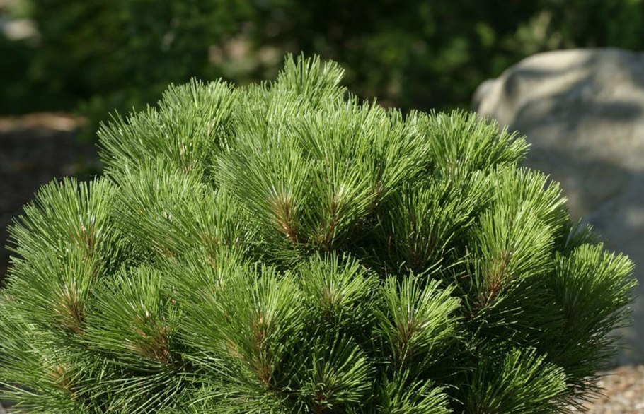 Pinus nigra Smaragd