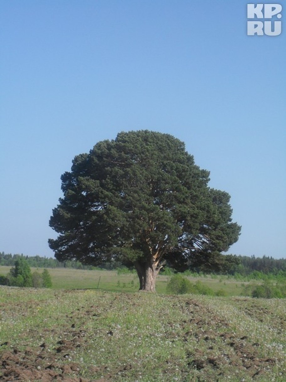 Сосна в Удмуртии Кияик