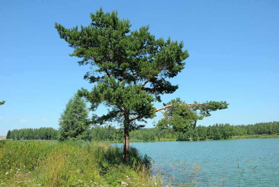 Сосна на берегу реки