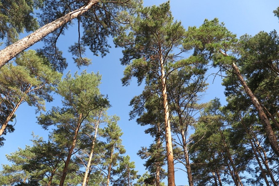 Ботанический заказник «меловые сосны»