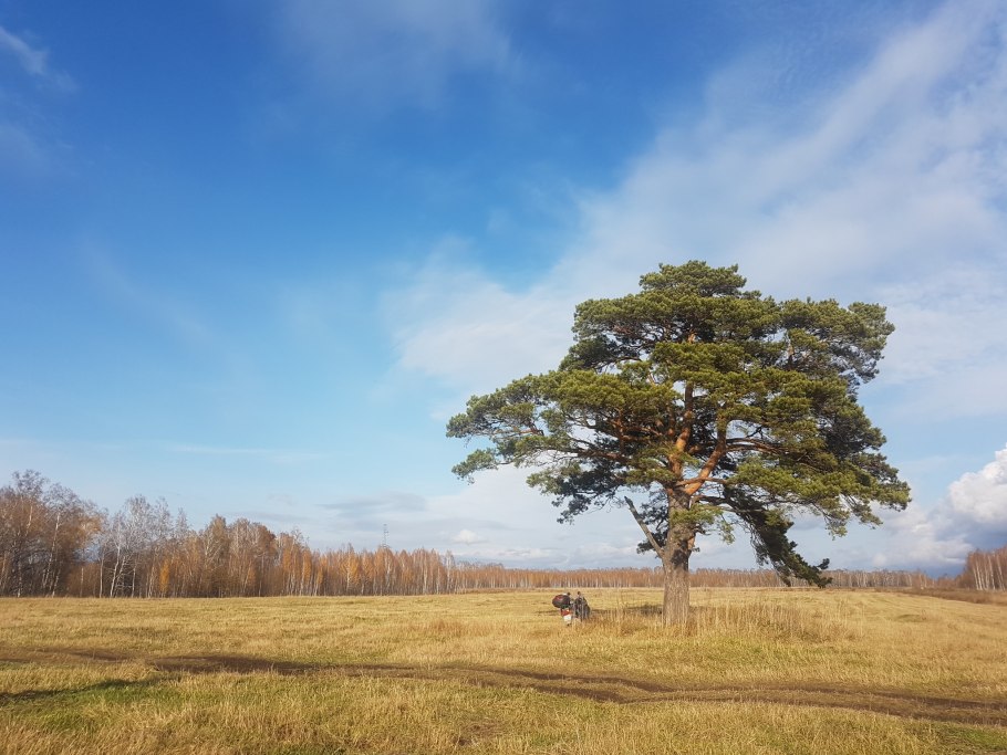 Поле предгрозовое небо сосна