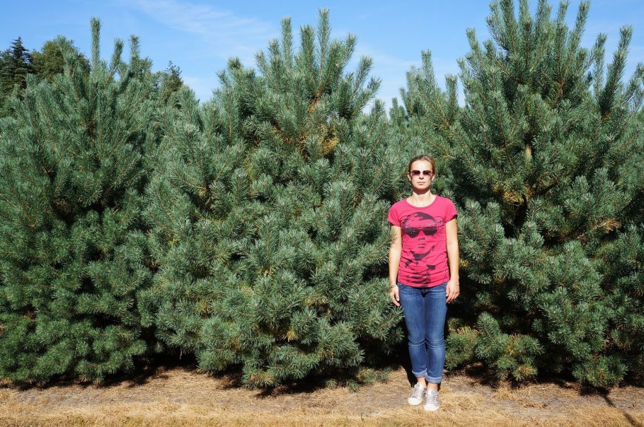 Выкорчевывание сосны обыкновенной