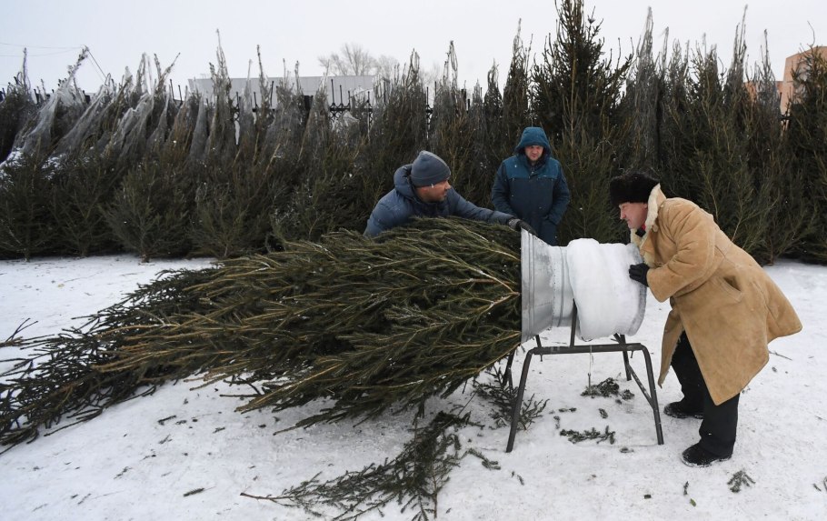 Сосна Грин Перл