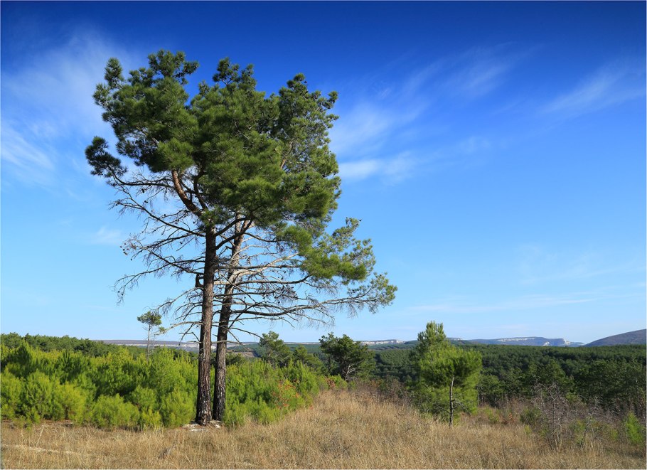 Несколько сосен