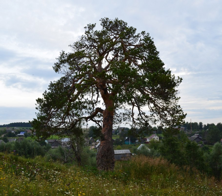 Зуринская сосна