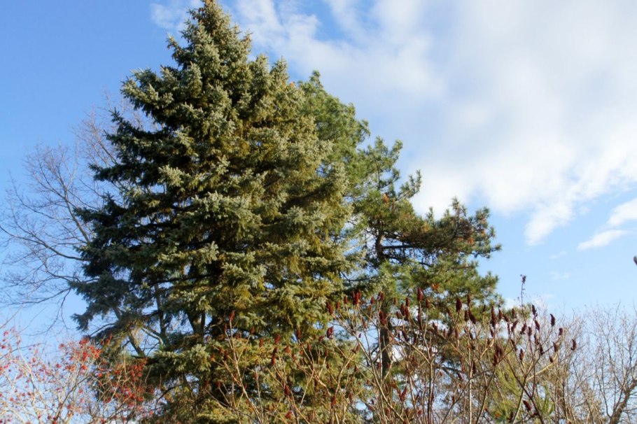 Ель Максимовича