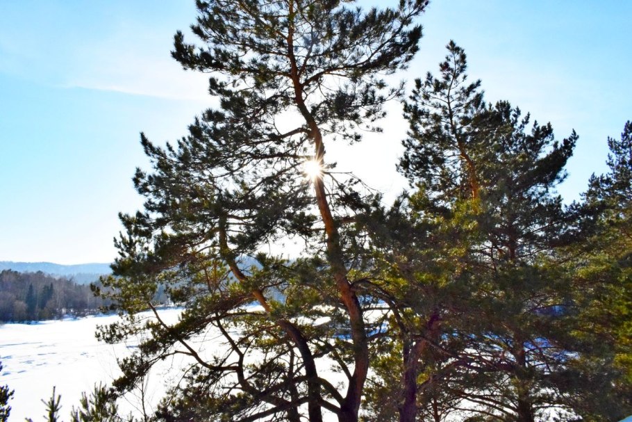 Сосна и Ангарская сосна