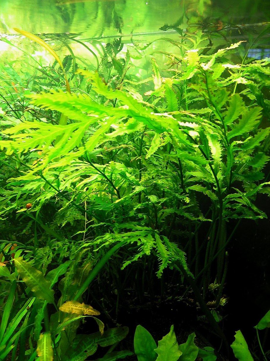 Папоротник цератоптерис