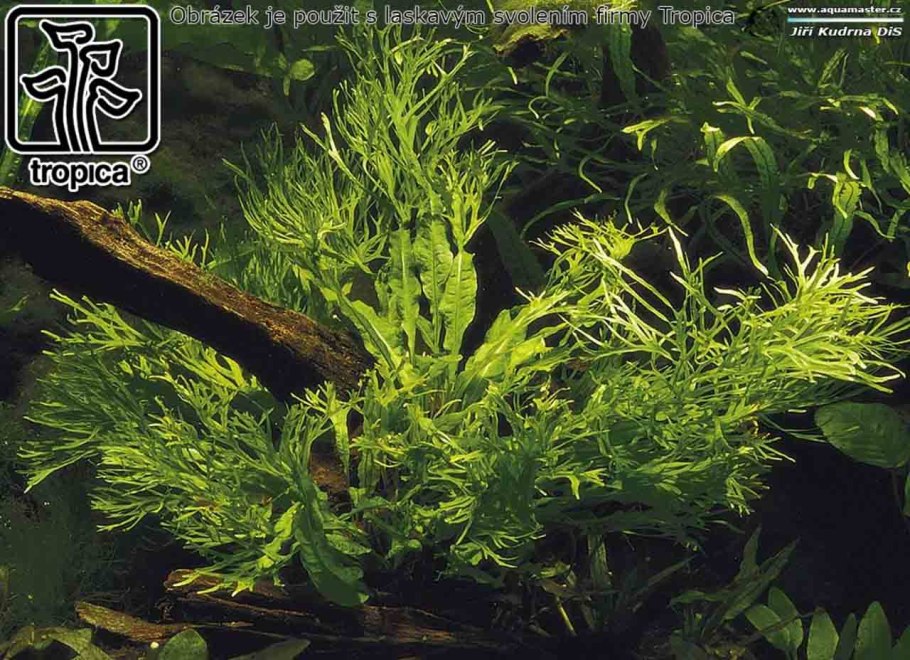 Папоротник Microsorum Pteropus