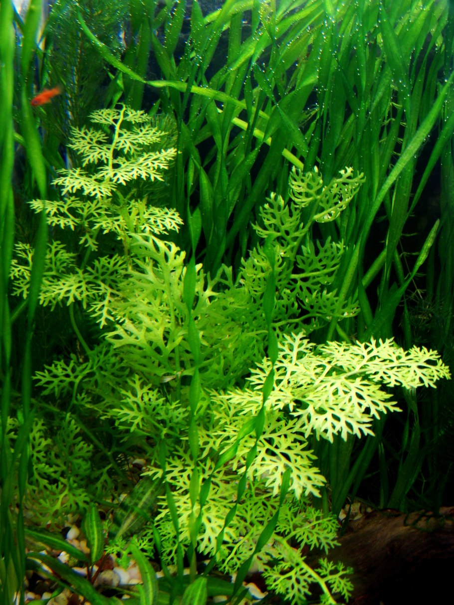 Папоротник цератоптерис