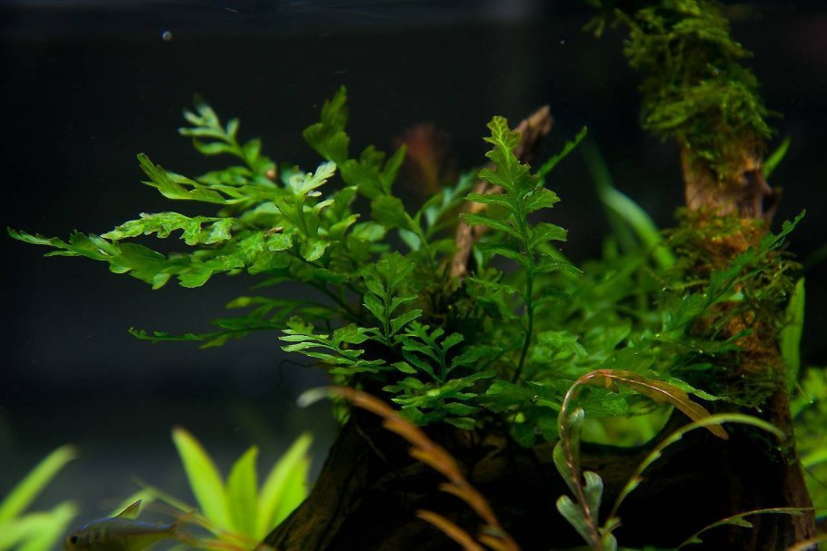 Папоротник таиландский Тридент