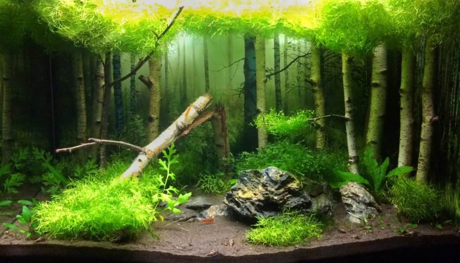 Папоротник таиландский (Microsorum Pteropus Philippine)