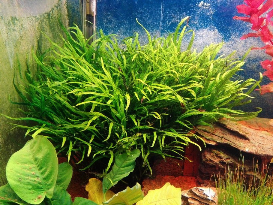 Папоротник цератоптерис аквариумное