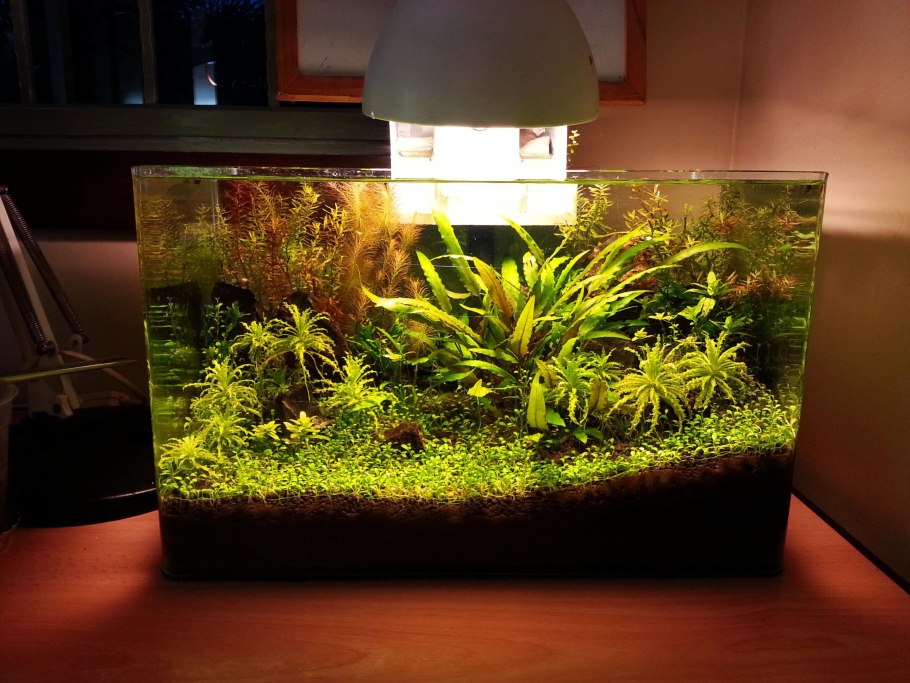 Мох Триангл