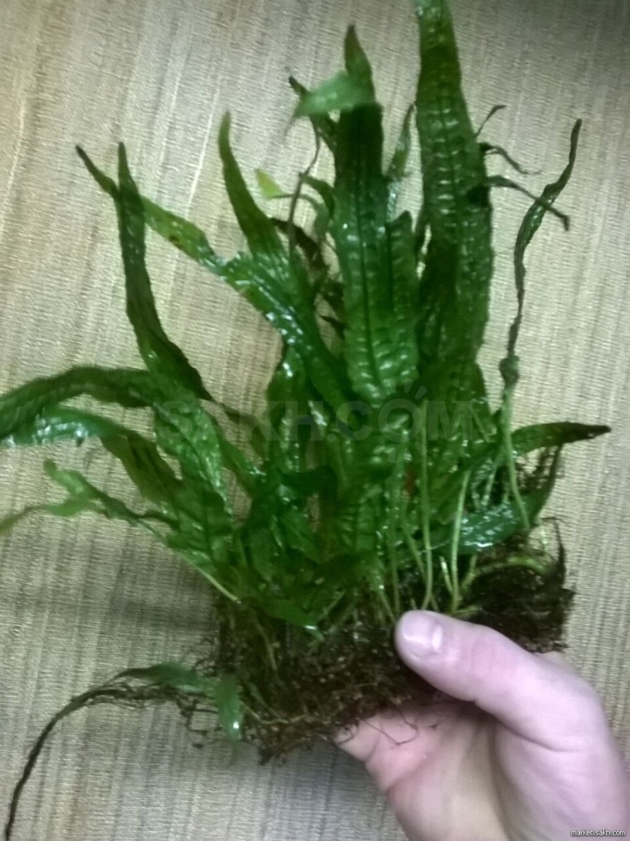 Цератоптерис аквариумное растение