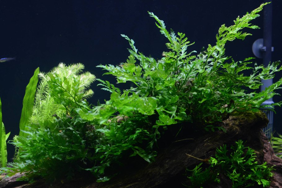 Папоротник таиландский аквариумное растение