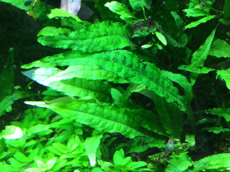Папоротник таиландский узколистный