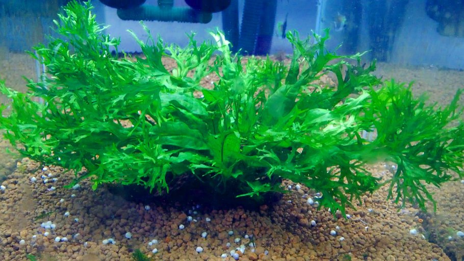 Папоротник ломариопсис линеата