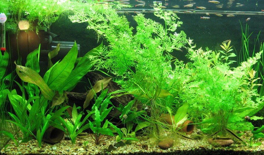 Папоротник таиландский аквариумное