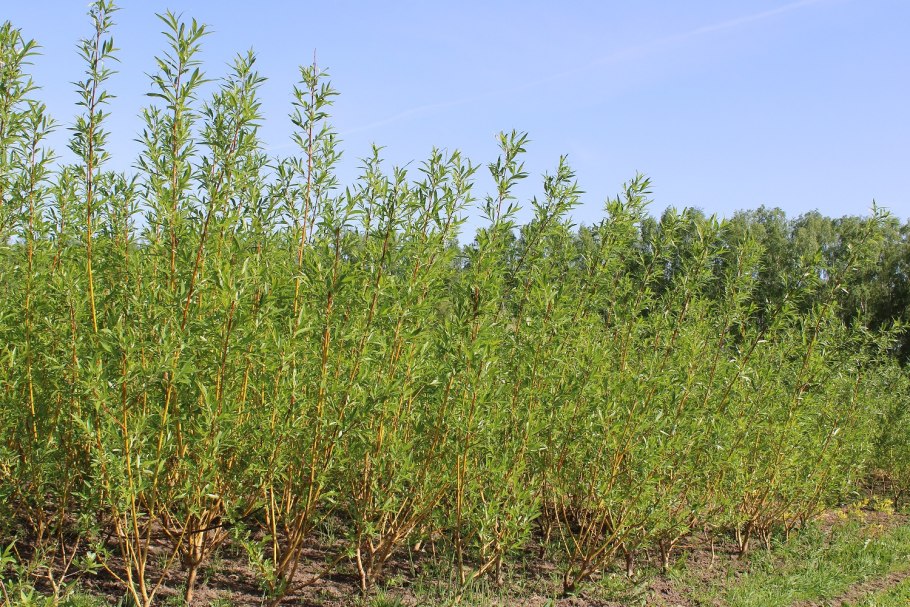 Ива Чермезина в ландшафтном дизайне
