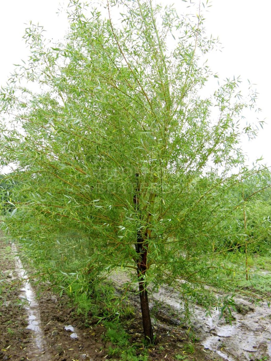 Ива белая Salix Alba Chermesina