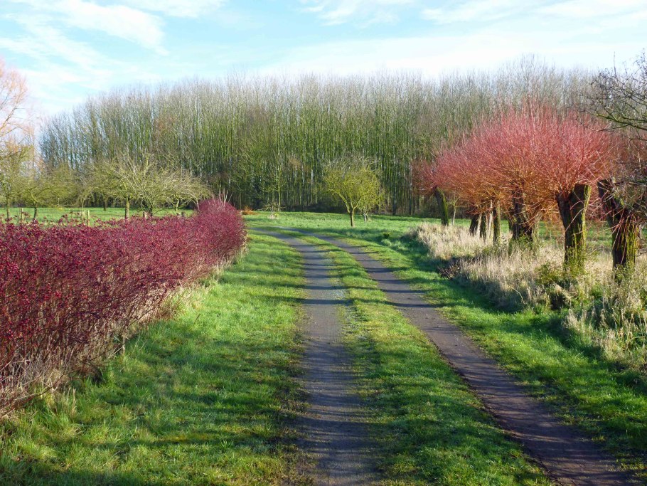 Ива белая Salix Alba Chermesina