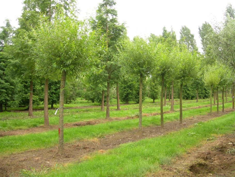 Ива белая Chermesina