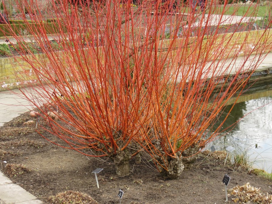 Ива белая Chermesina