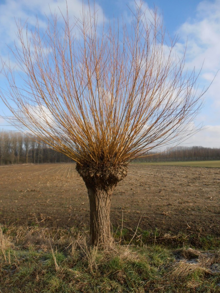 Ива белая tristis осенью