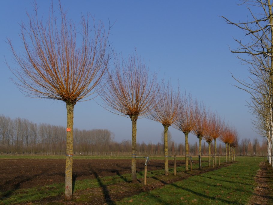 Ива белая "Чермезина" Salix Alba 'Chermesina'