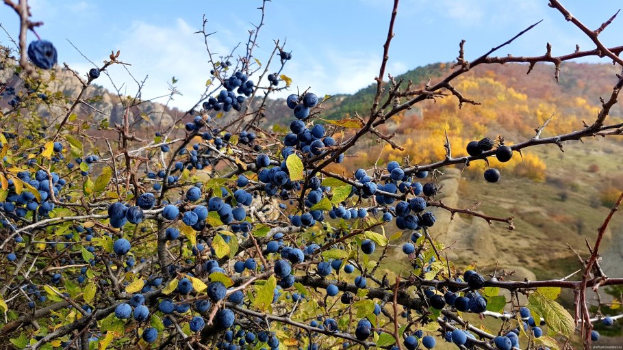 Тернослива гордость Сибири