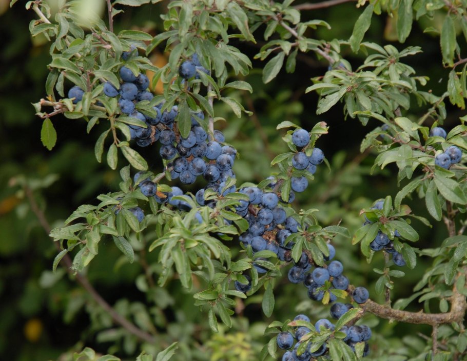 Слива колючая терн