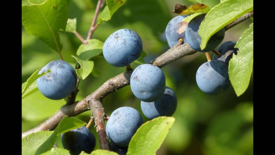 Терн (Prunus spinosa)