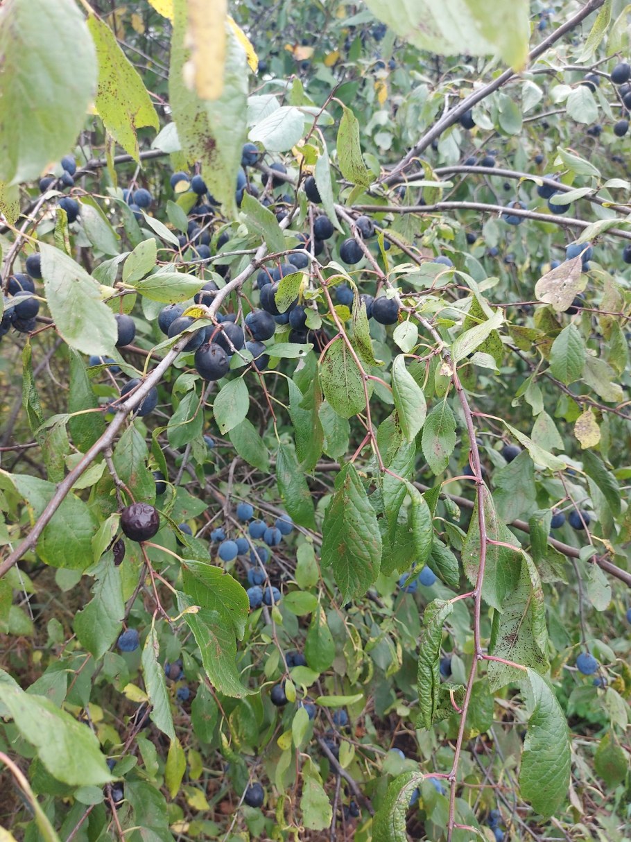 Слива колючая Терн