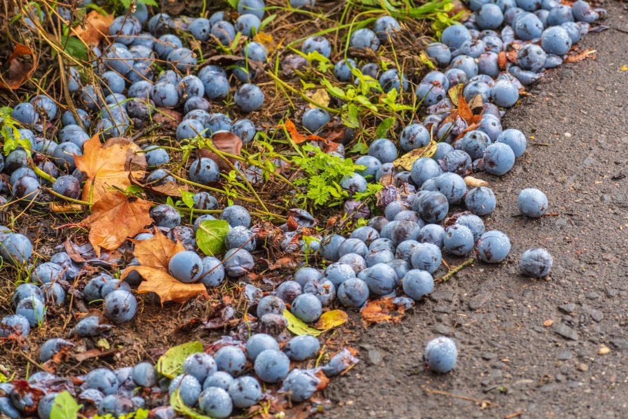 Слива колючая Терн