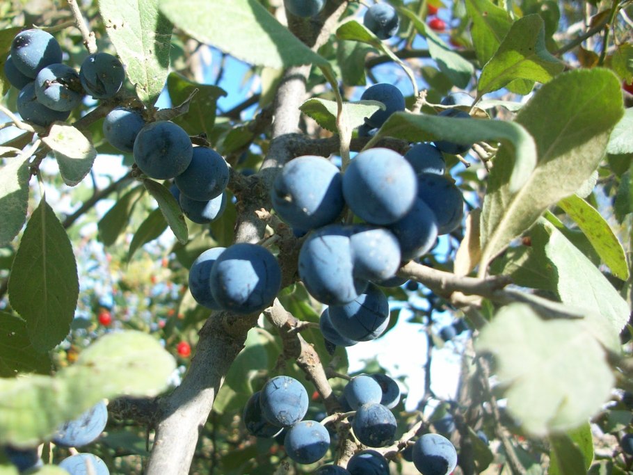 Терн (Prunus spinosa)