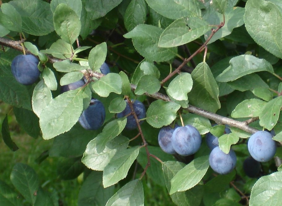 Алыча и Терн