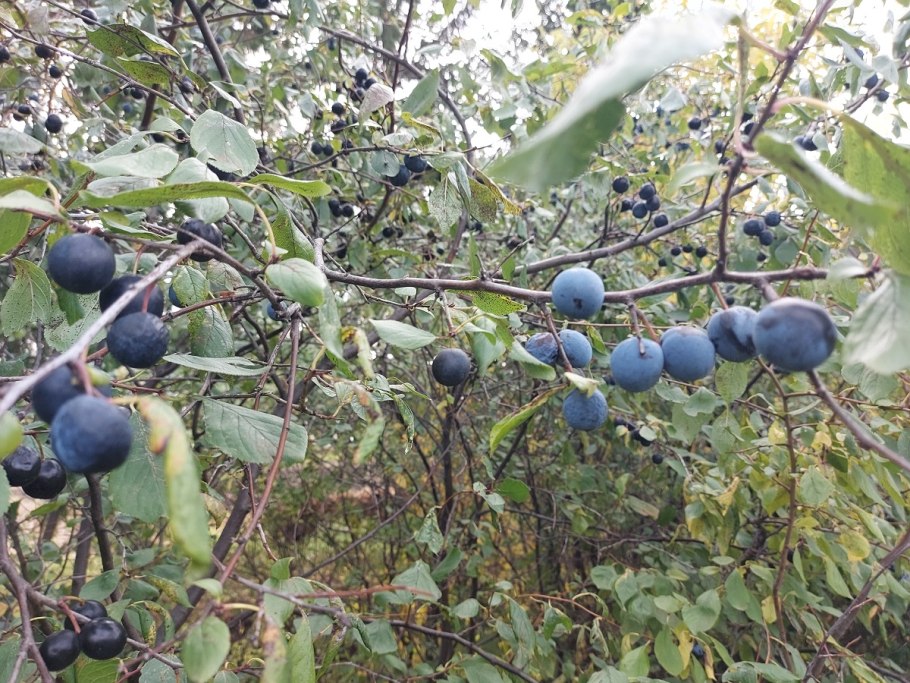 Терн садовый сорта