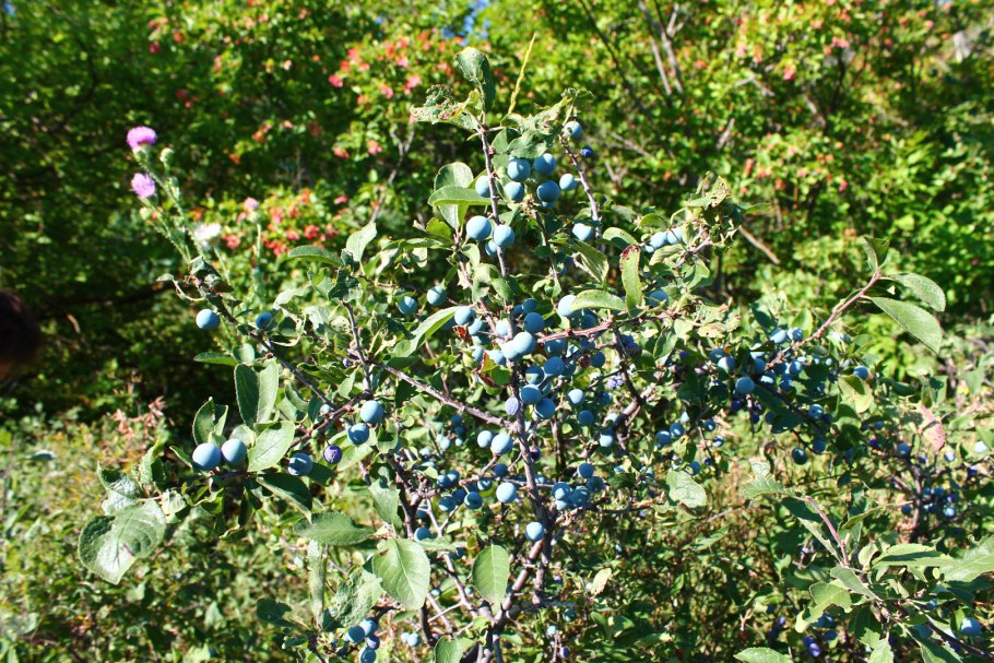 Терн (Prunus spinosa)