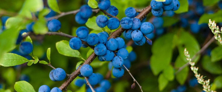 Ягоды терновника