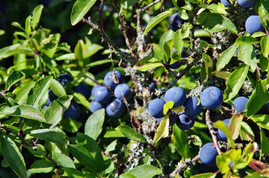 Тёрн кустарник ягоды