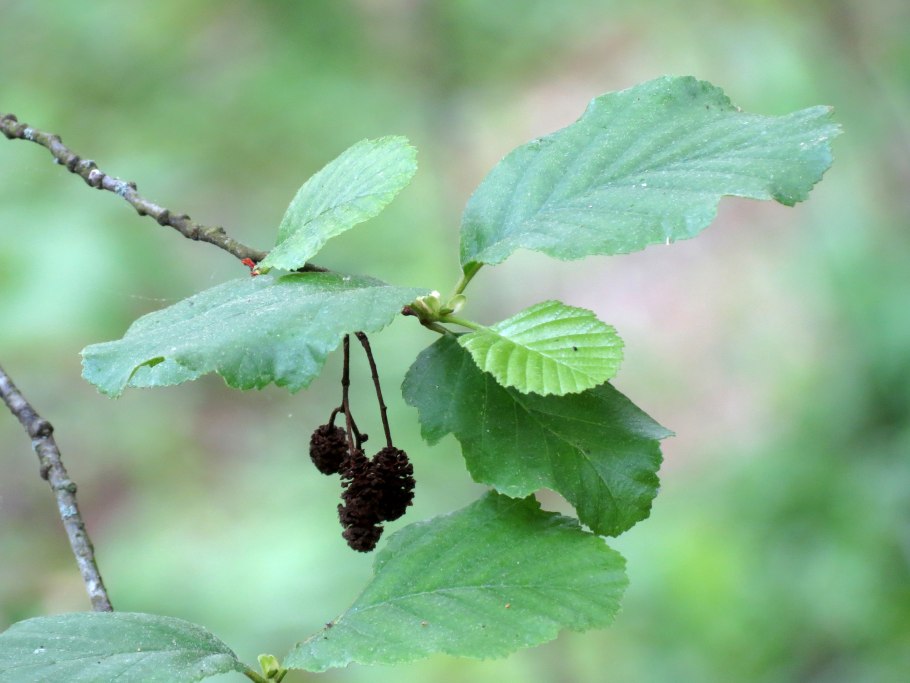 Alnus glutinosa (ольха европейская)
