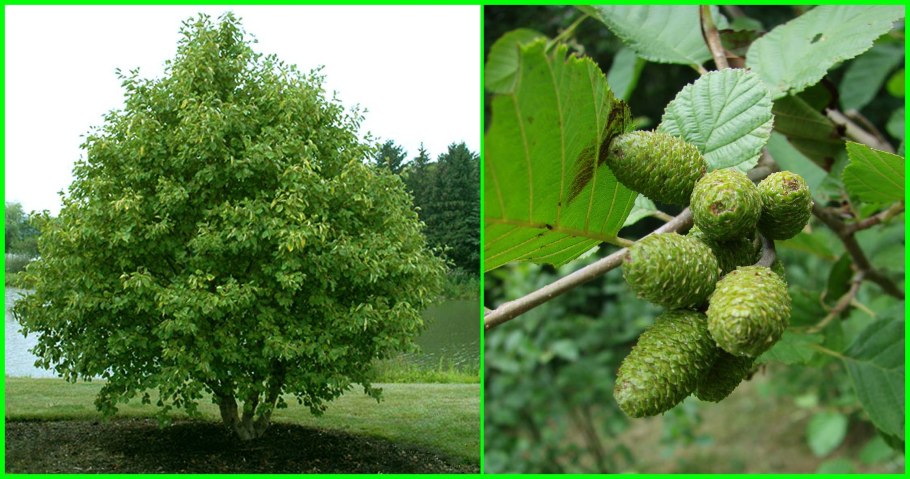 Ольха Alnus glutinosa