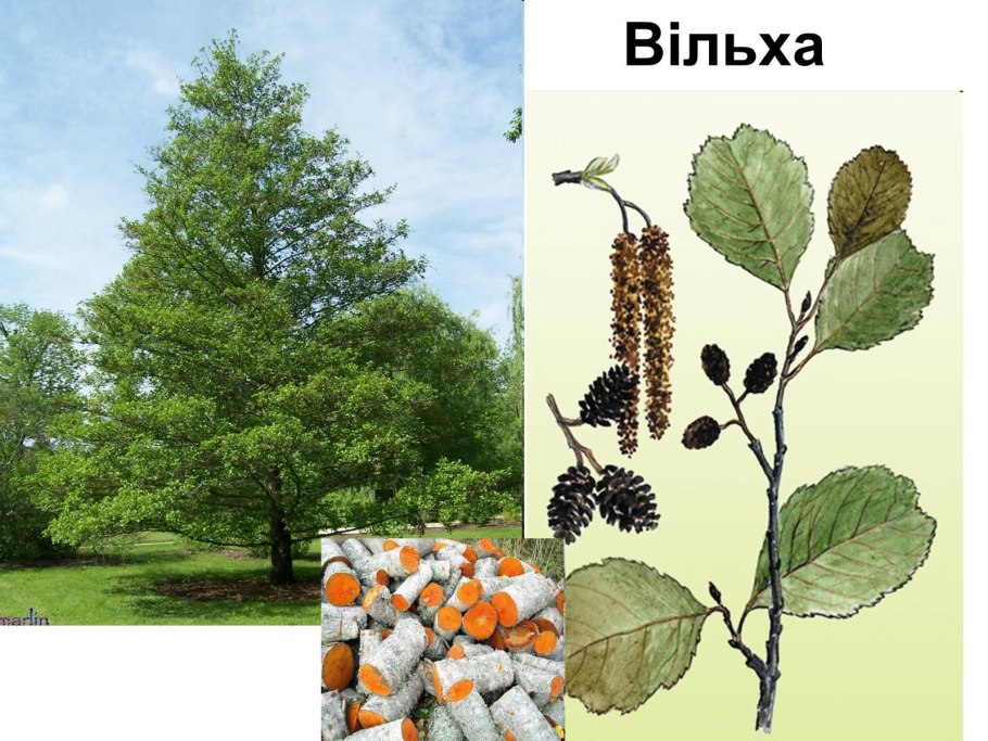 Alnus glutinosa (ольха европейская)