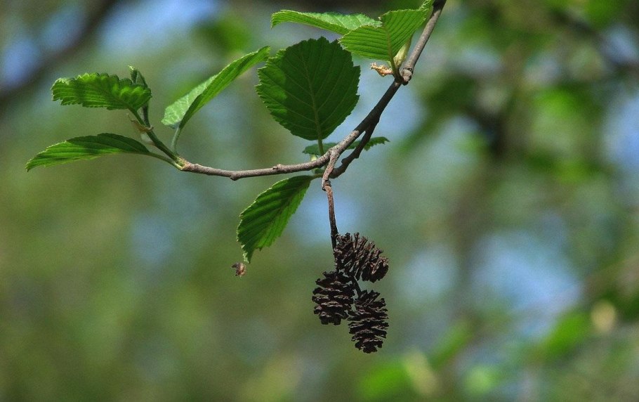 Ольха сердцевидная Alnus cordata