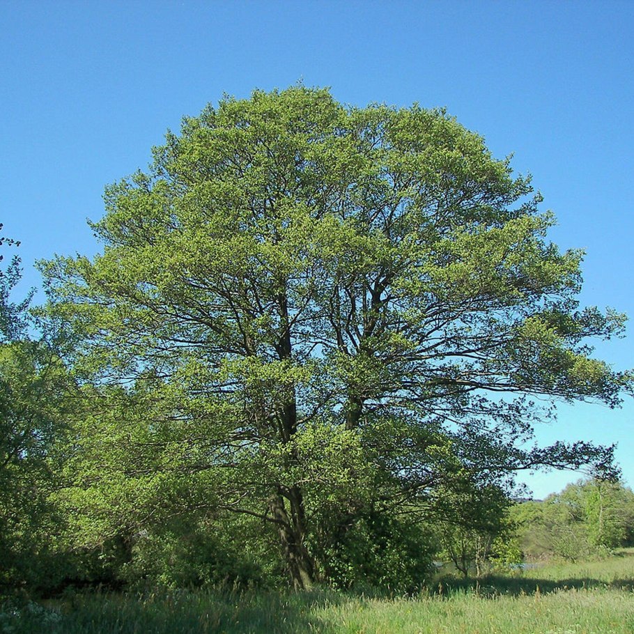 Ольха серая Alnus incana