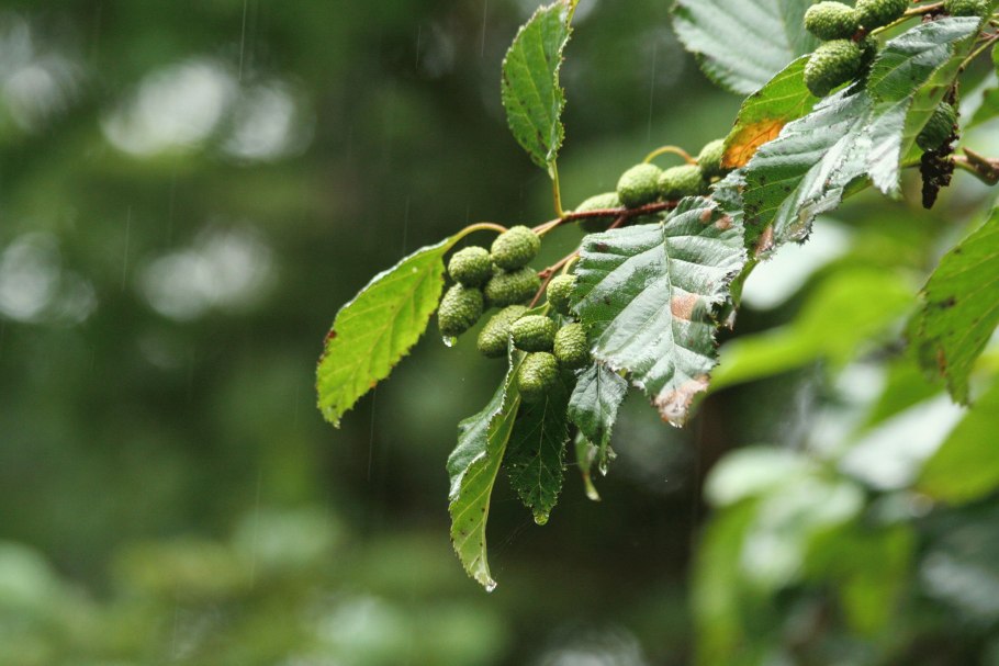 Alnus glutinosa (ольха европейская)
